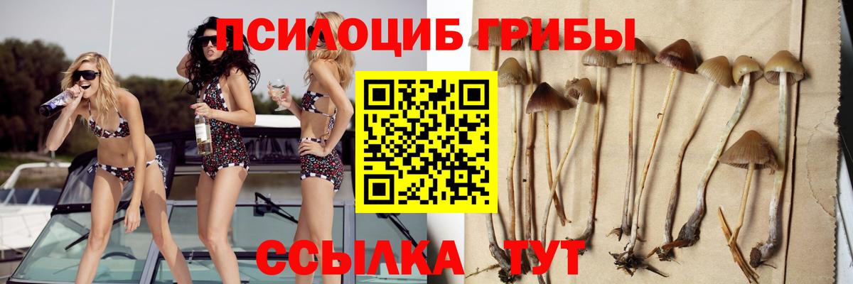 Псилоцибиновые грибы Psilocybe Смоленск